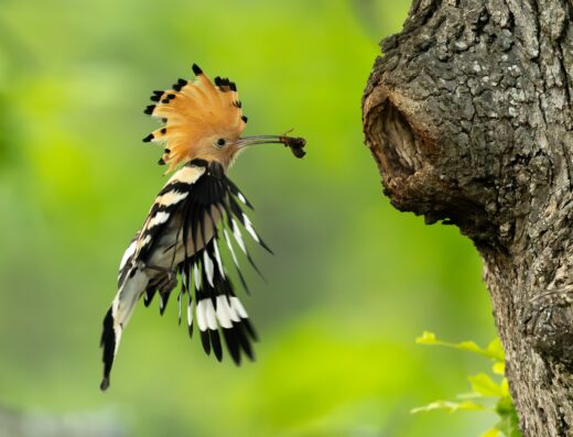 Wildlife & Hiking Photography Tour